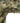 Carinthia PRG 2.0 JACKET Multicam